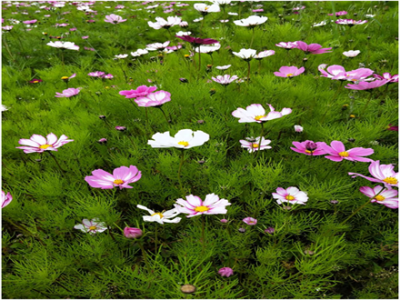 智邦集團紅色之旅第二季華哥隊活動報道